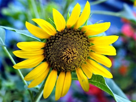 qq女生网名小仙女