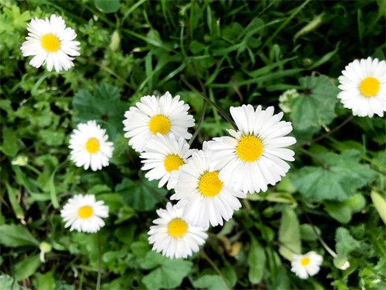 古风三字网名男生 杜