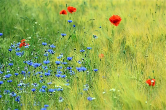 甘字女生网名可爱