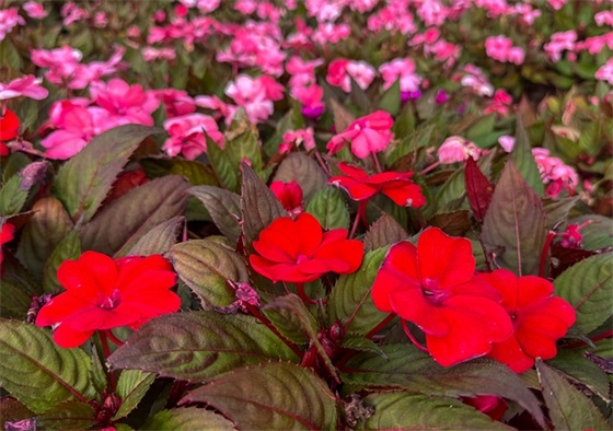 QQ粤语网名大全