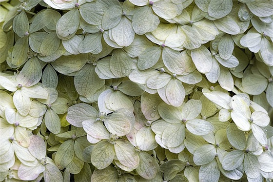 有种淡淡的忧伤的句子