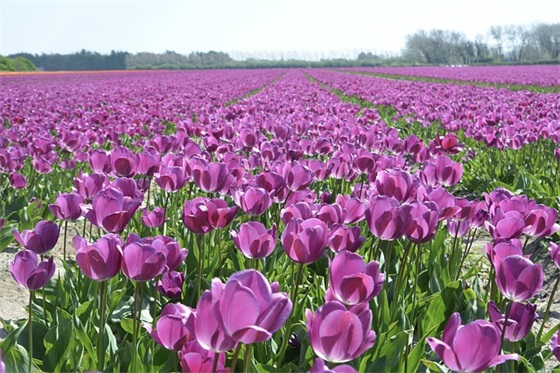 qq空间逗比评论55句