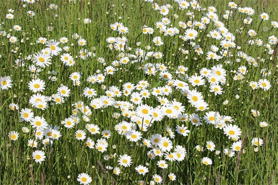 女生网名唯美可爱俩字