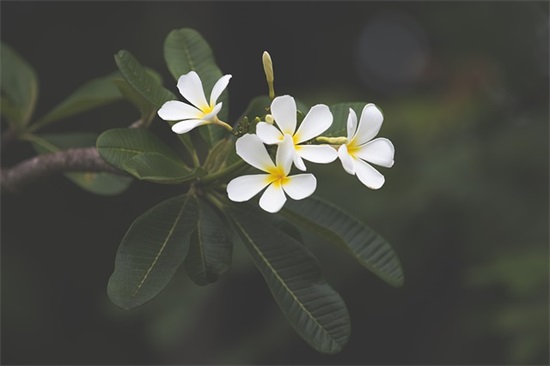 追求女孩子感动的话92句