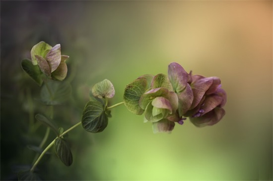 班级寄语简短唯美-64句