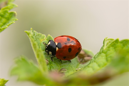问候晚安的优美句子 问候晚安的优美句子简短