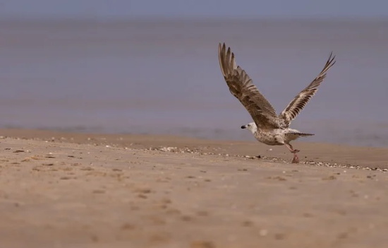 爱你的句子大全 我爱你表达的句子大全