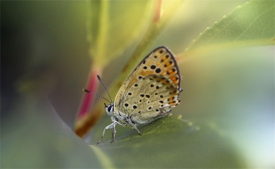 英文网名带失落的