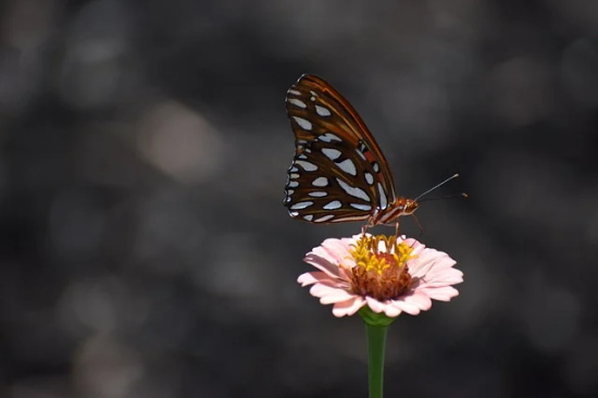 四年级教师寄语 【四年级教师寄语怎么写】