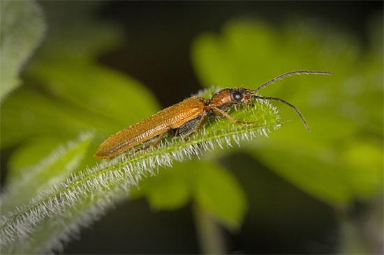 孩子对妈妈的简短寄语一句话-54句