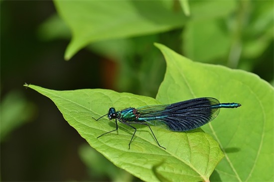有意境很唯美的网名