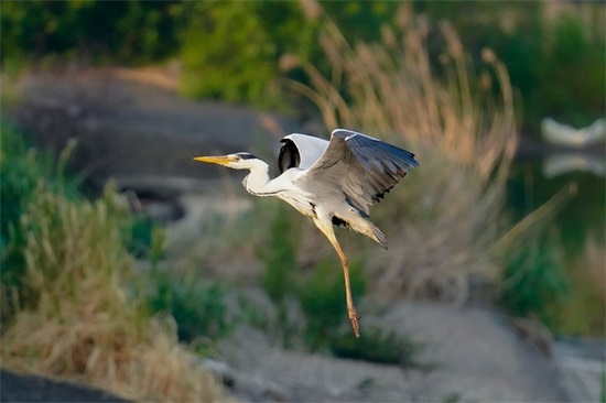 家乡周口演讲稿范文