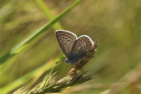 宝宝百天寄语-51句