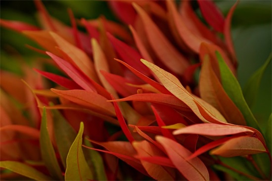 刚出生孙女祝福寄语简短-53句