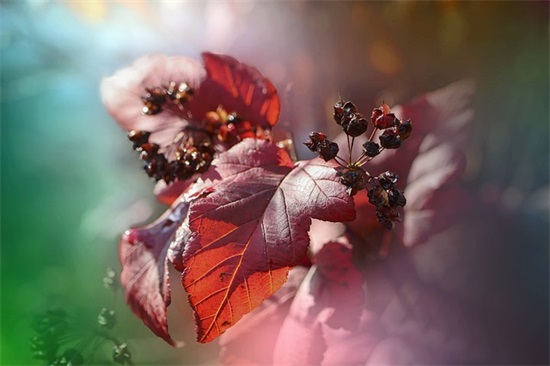 大班幼儿的毕业寄语-34句