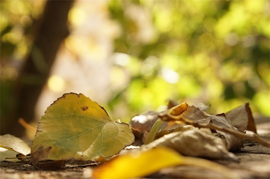 学生毕业给老师寄语简短-30句