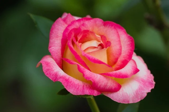 女生古风句子超拽霸气80句