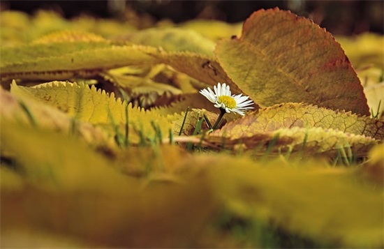 默默爱人的句子