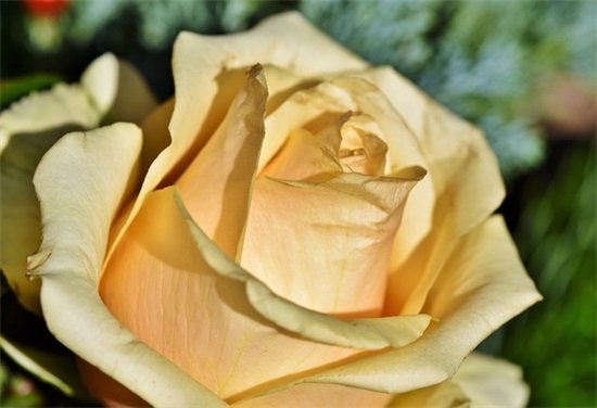 qq网名两字女生简约