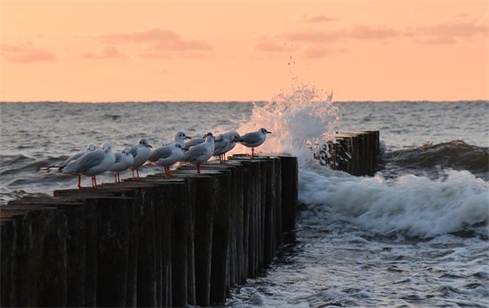 两字网名女生水果