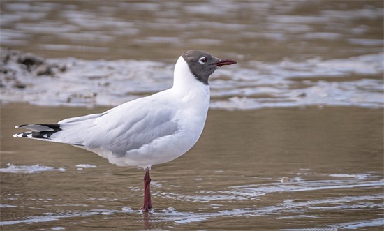 优美的教师节句子