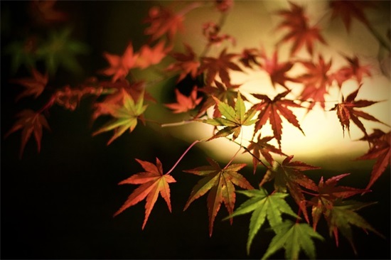 愚人节恶搞表白句子