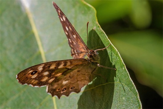 2025小满时节的句子 小满节气的句子大全