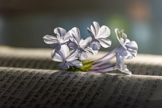 珍惜的反义词是什么