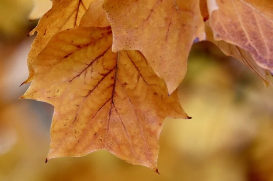 幼儿园毕业感谢老师寄语简短-100句
