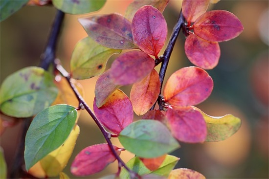 关于秋天优美的短句摘抄(关于秋天的优美句子简短)