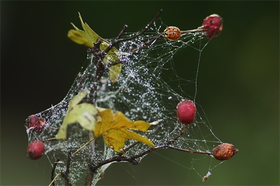 对即将出生的孩子的寄语-55句