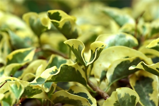 幼儿园毕业同学寄语简短-51句