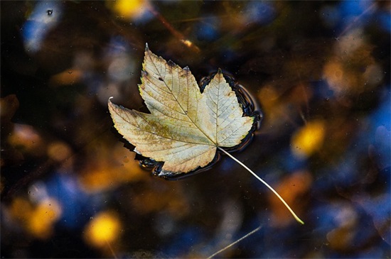 带木旁的字的网名