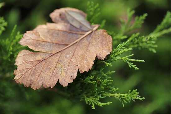 关于希望的句子大全