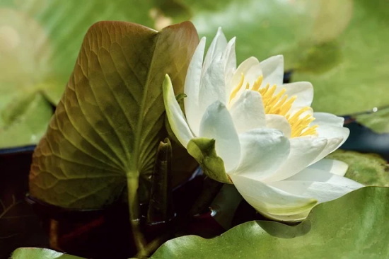 小宝宝满周岁祝福语46句