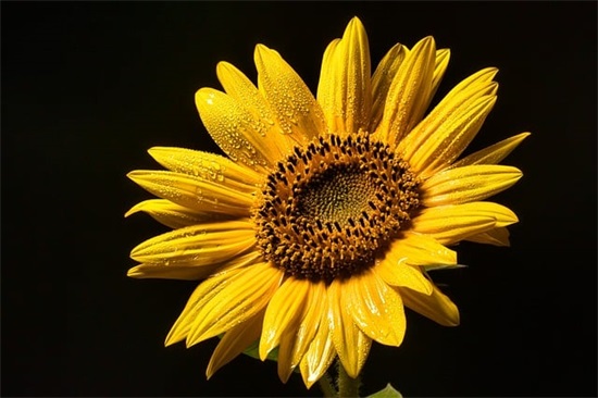 唯美英文前缀网名